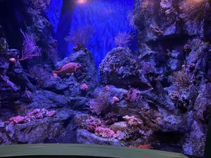 Aquarium Of The Pacific   Southern California Gallery